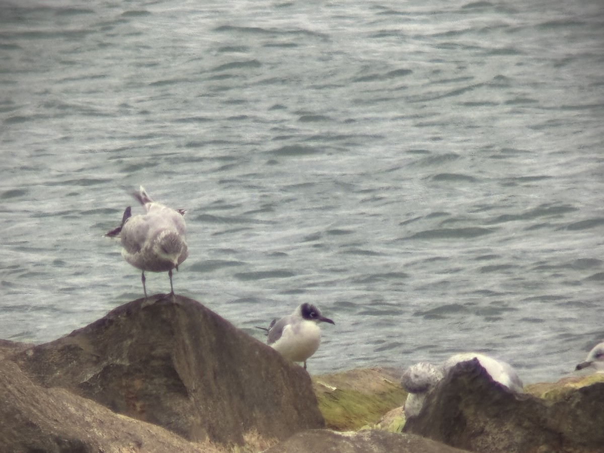 Franklin's Gull - ML643935186