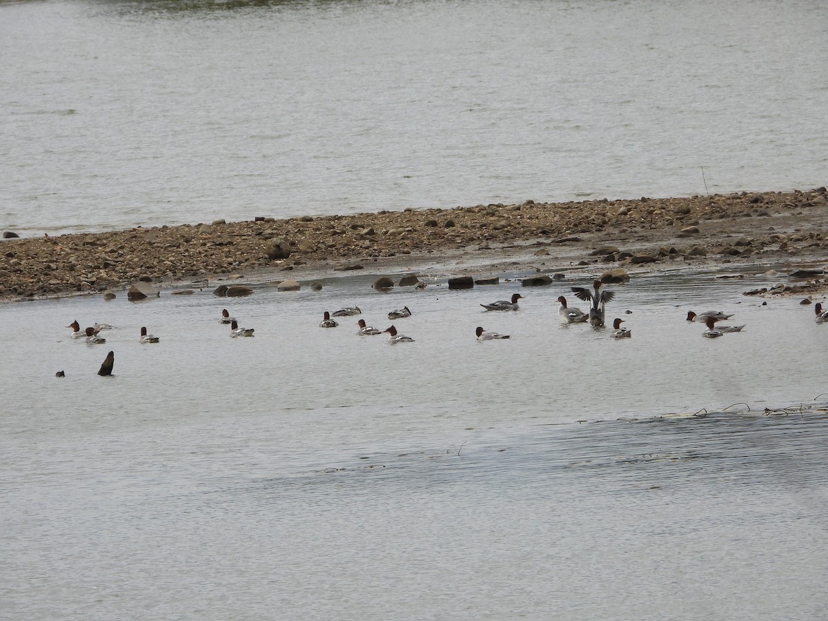 laksand - ML643935191