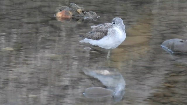 Common Greenshank - ML643935209