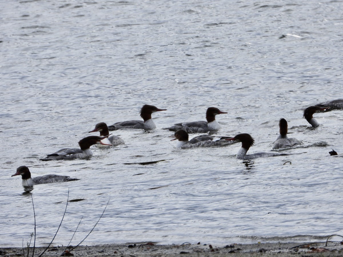 laksand - ML643935224