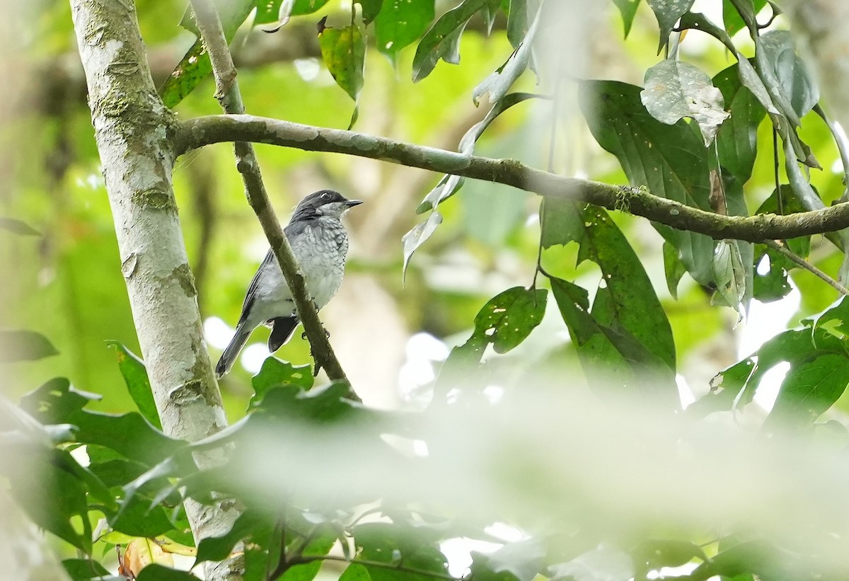 African Forest-Flycatcher (Eastern) - ML643935243