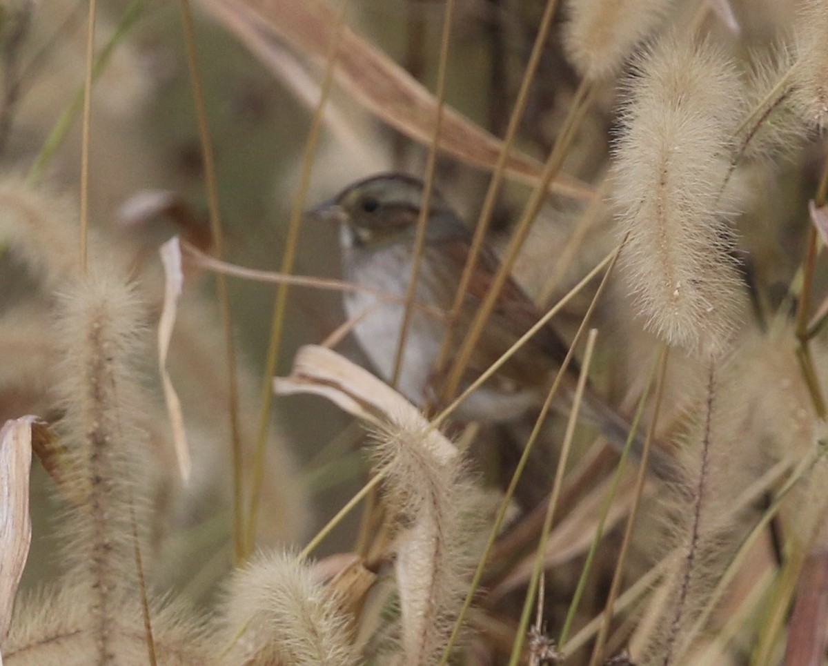 Swamp Sparrow - ML643935245