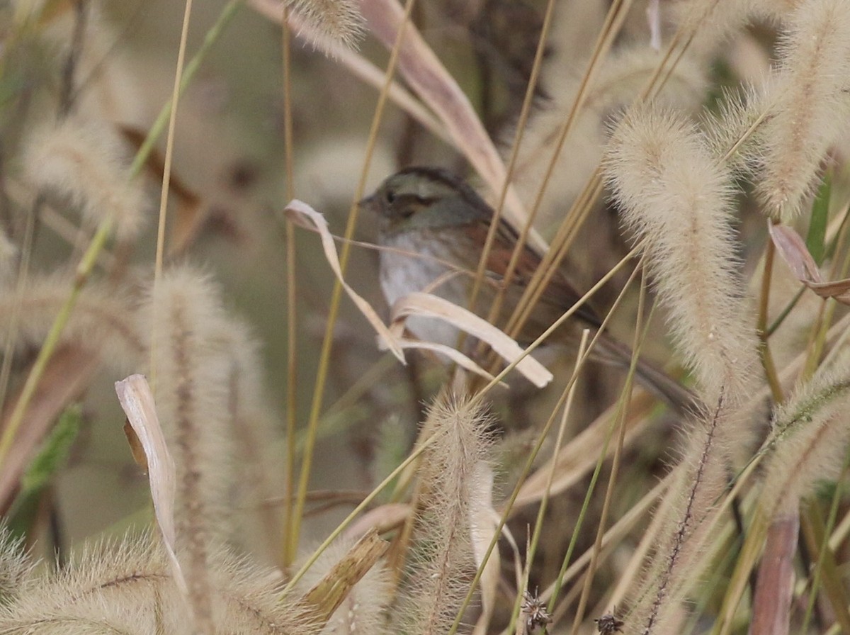Swamp Sparrow - ML643935249