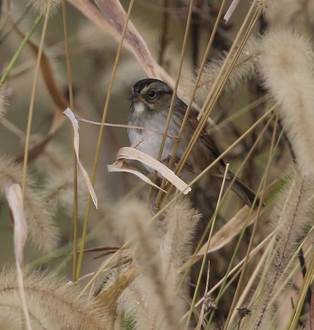 Swamp Sparrow - ML643935250