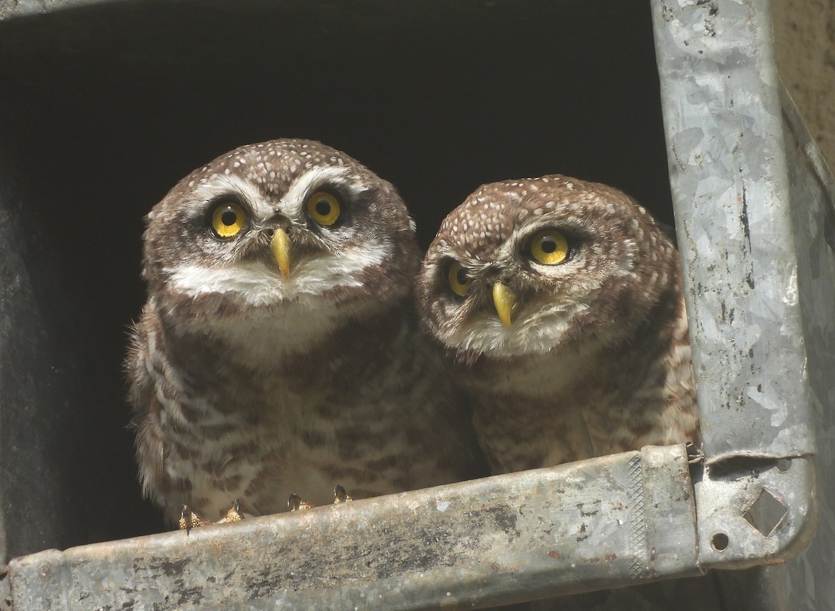 Spotted Owlet - ML643935315