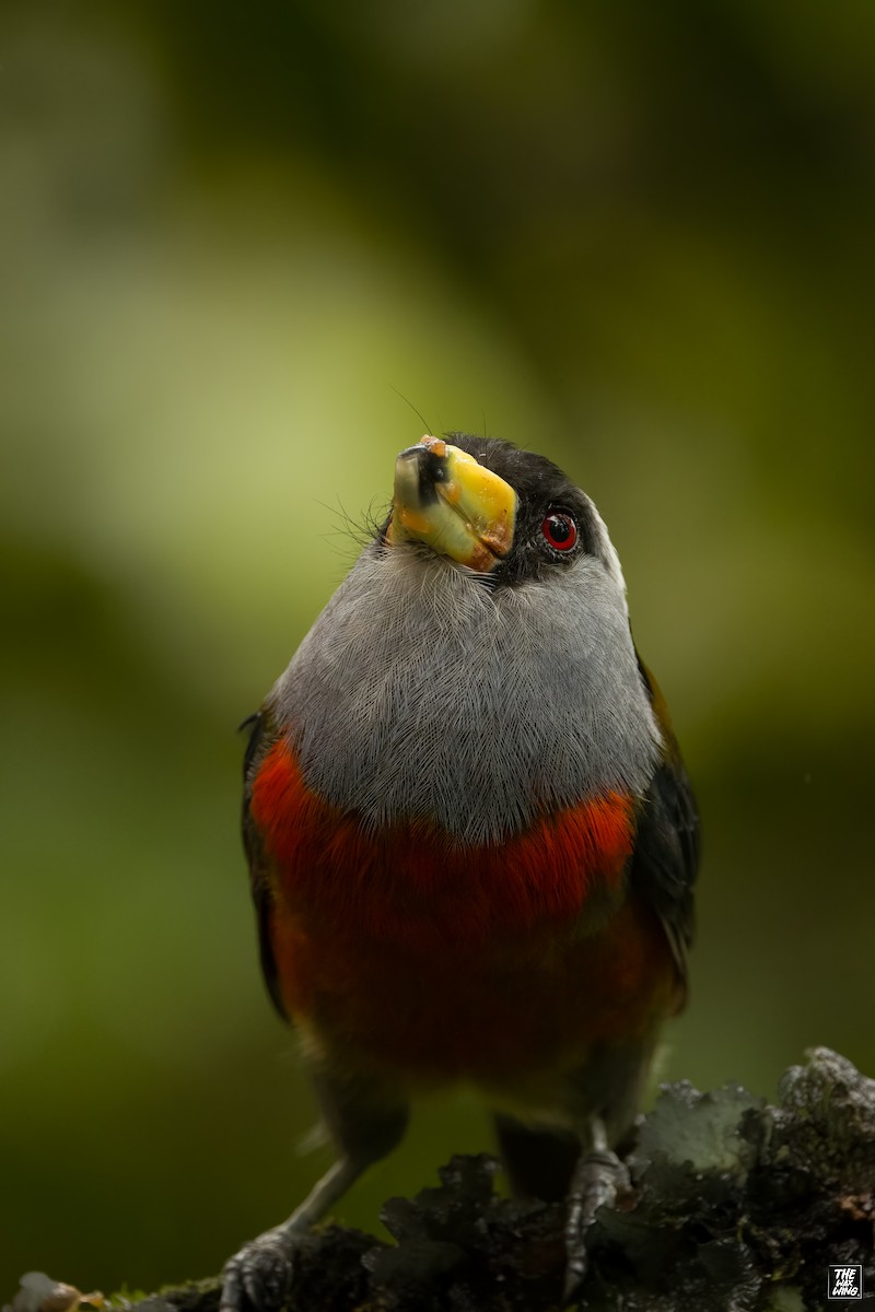 Toucan Barbet - ML643935317