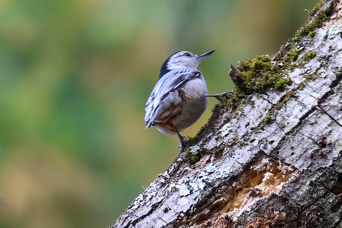 White-breasted Nuthatch - ML643935344