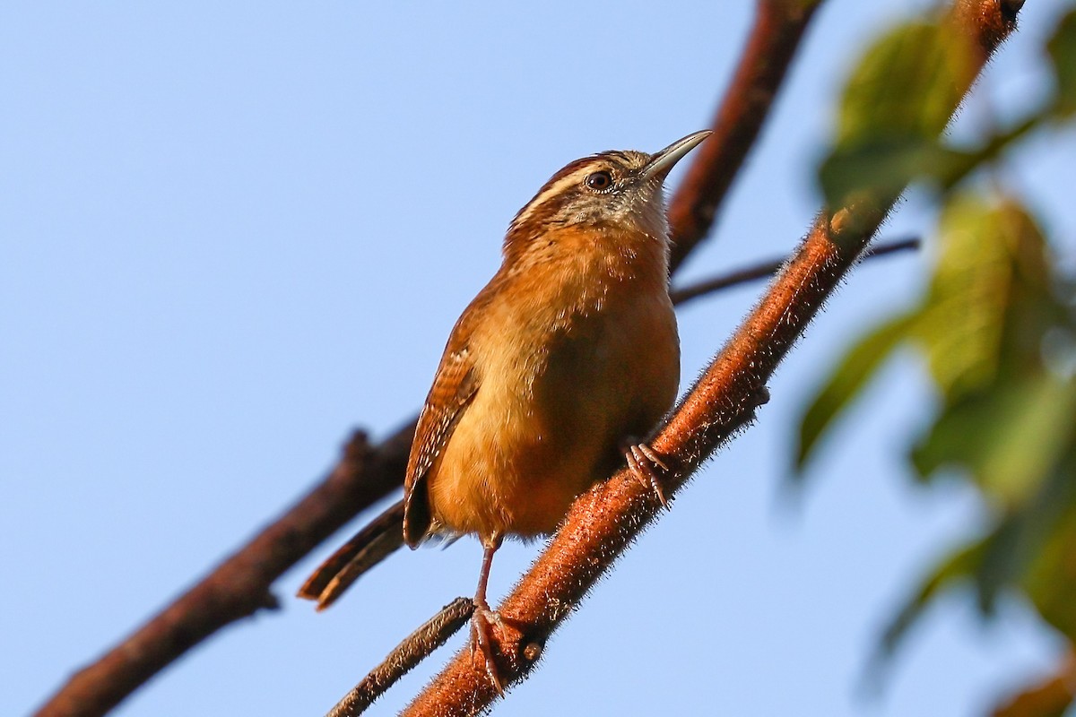 Carolina Wren - ML643935357