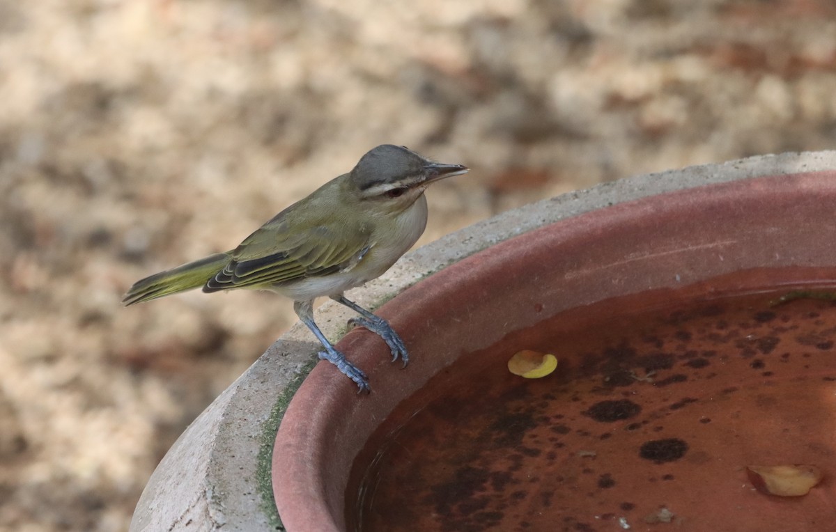 Black-whiskered Vireo - ML643935361