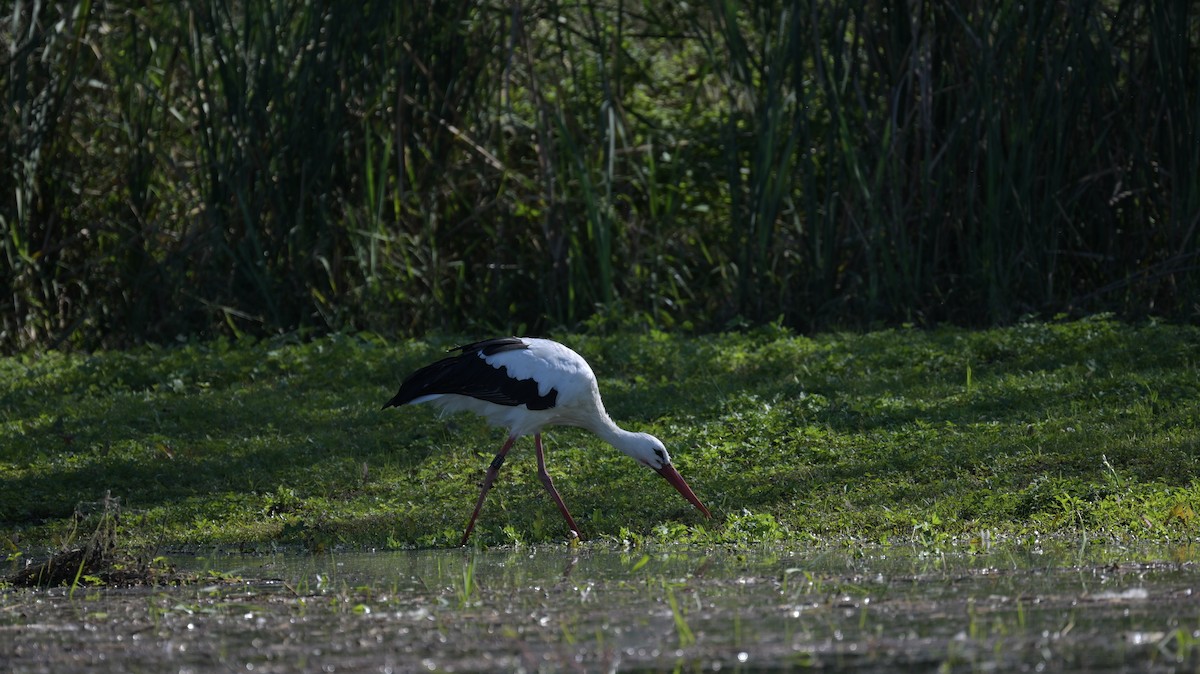 Cigüeña Blanca - ML643935380