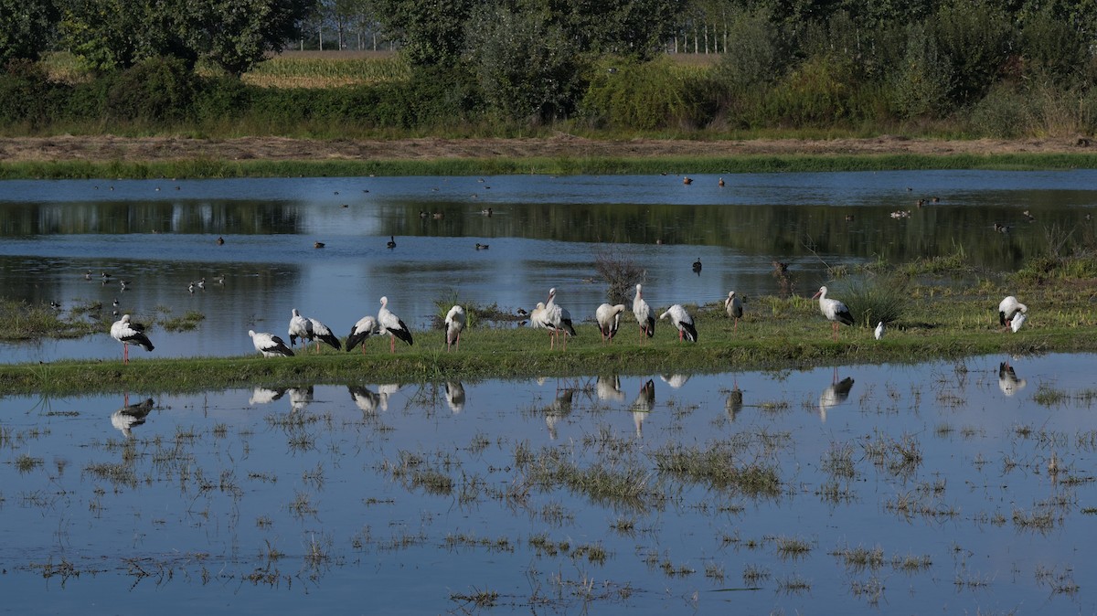 Cigüeña Blanca - ML643935383