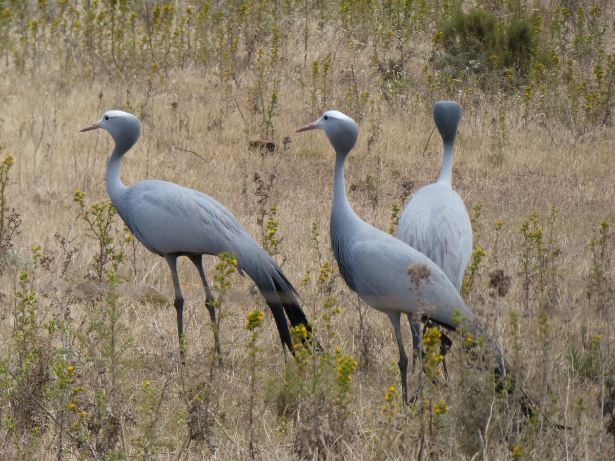 Blue Crane - ML643935403