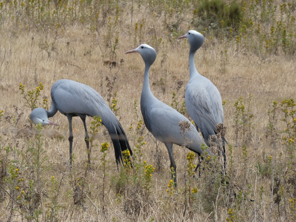 Blue Crane - ML643935404