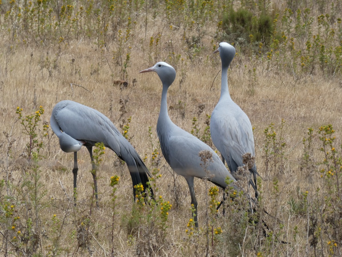 Blue Crane - ML643935405