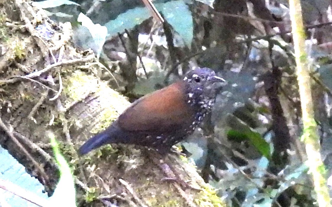 Sharp-tailed Streamcreeper - ML643935439