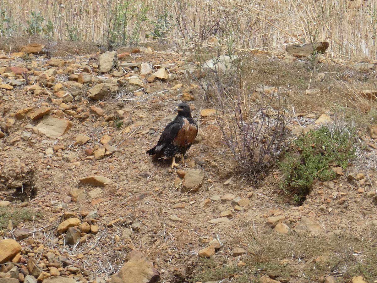 Jackal Buzzard - ML643935455
