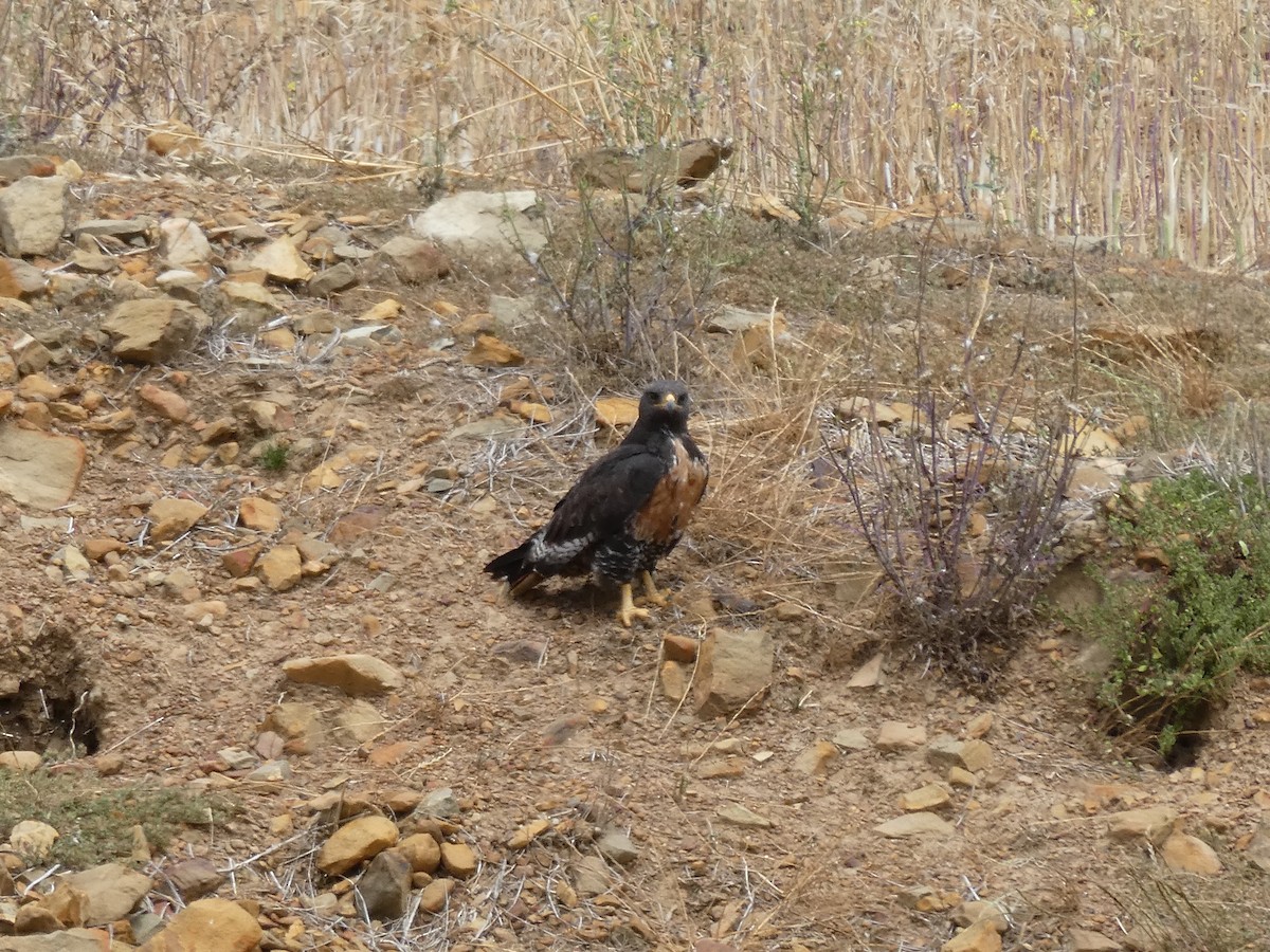 Jackal Buzzard - ML643935456