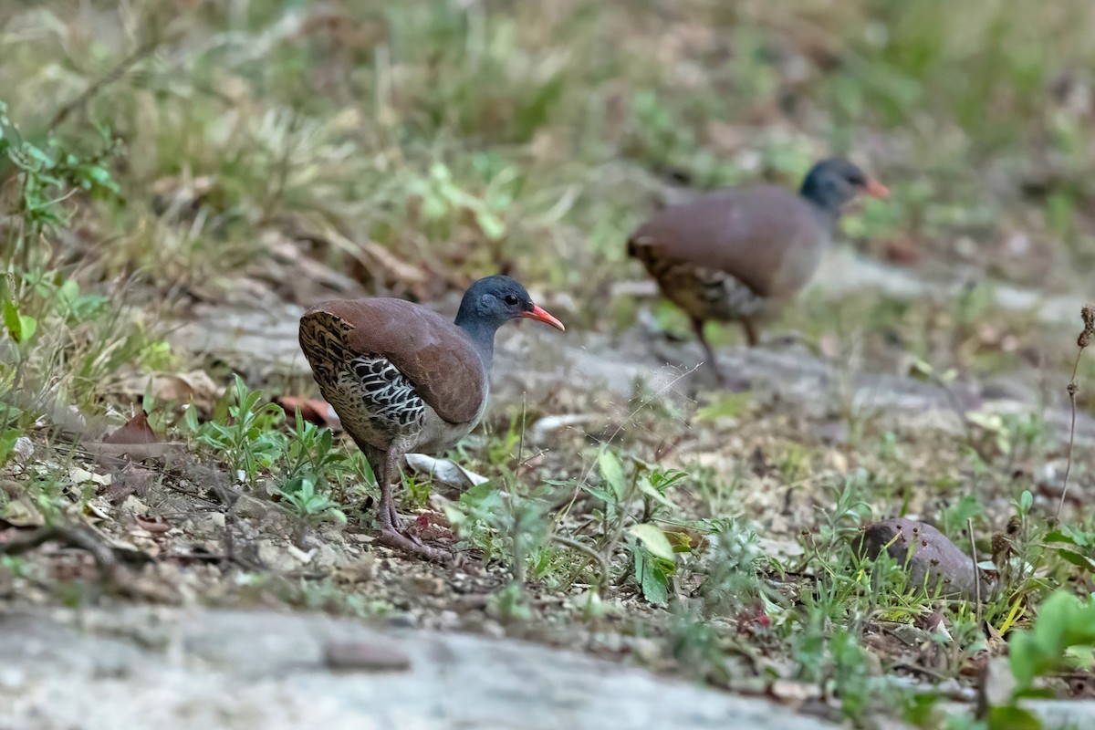Tataupa Tinamou - ML643935500
