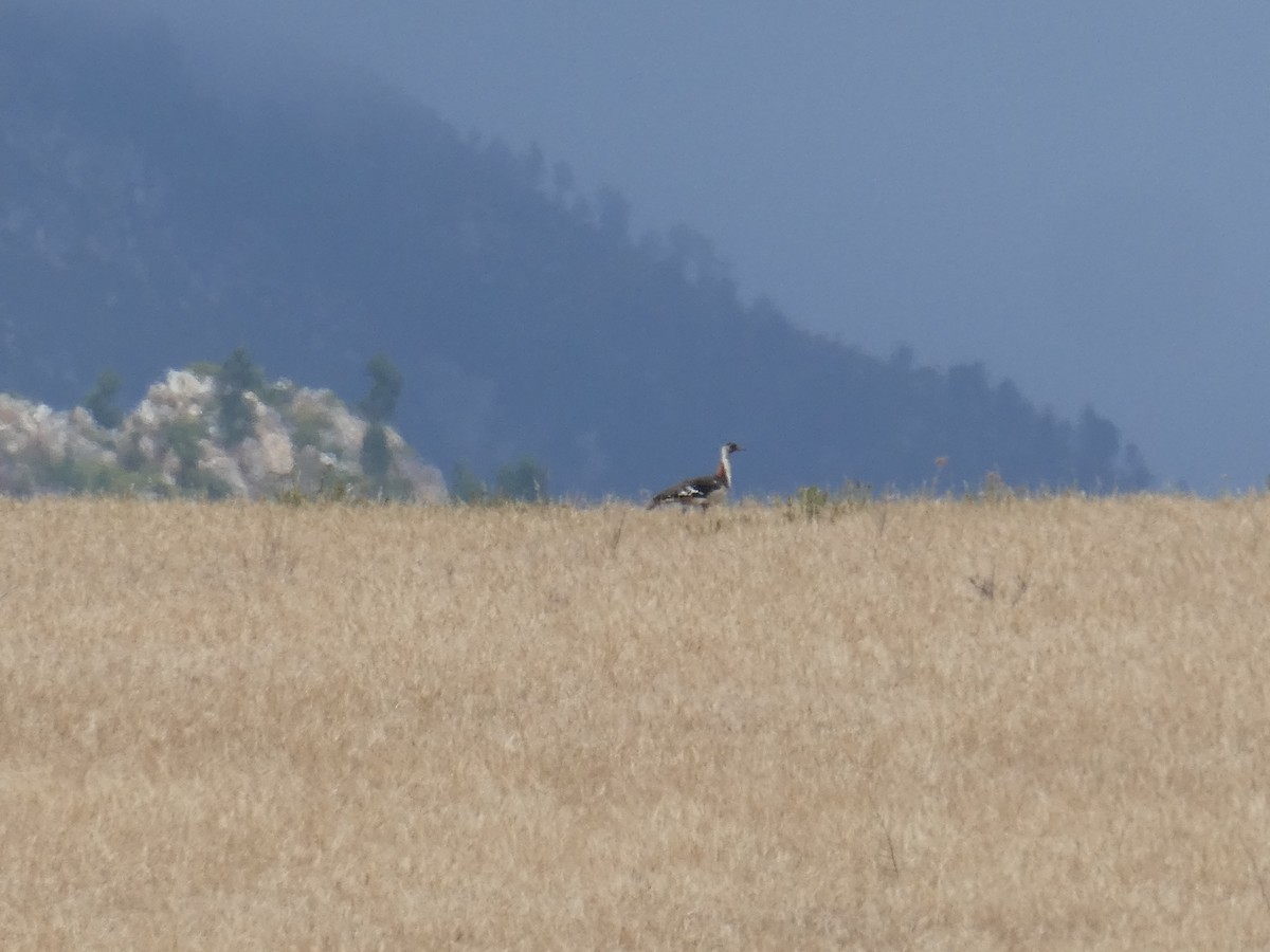 Denham's Bustard (Stanley's) - ML643935516