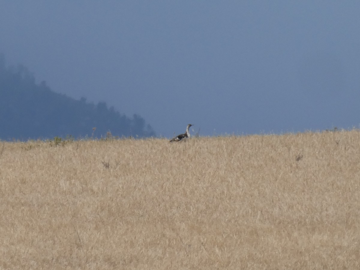 Denham's Bustard (Stanley's) - ML643935517