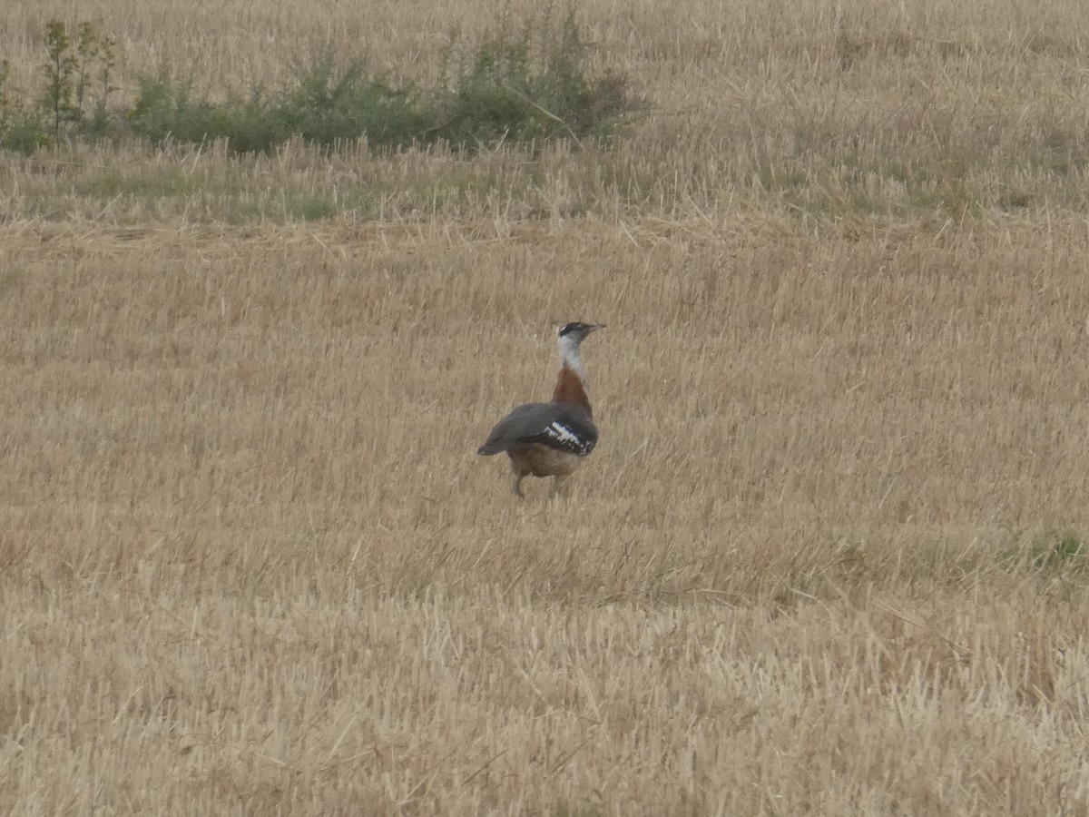 Denham's Bustard (Stanley's) - ML643935518