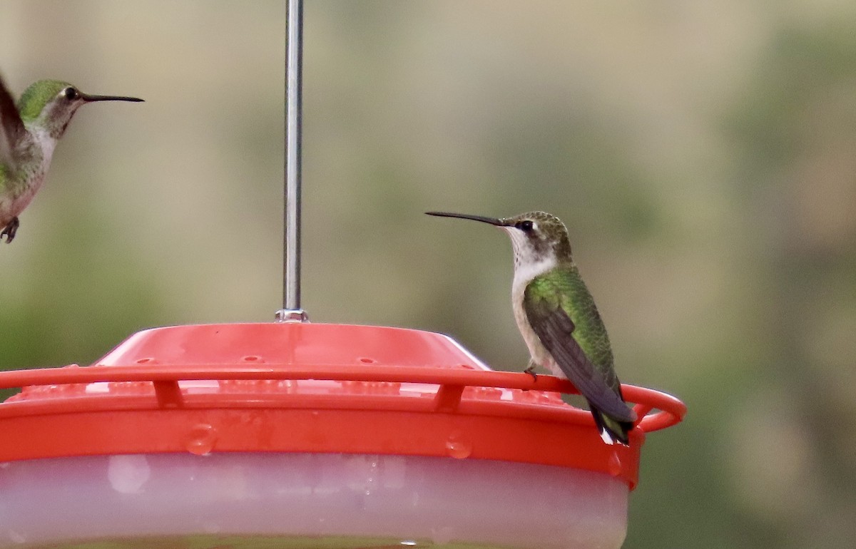 Black-chinned Hummingbird - ML643935542