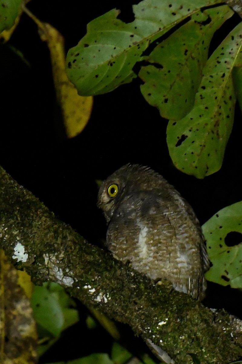 Сплюшка нікобарська - ML643935552