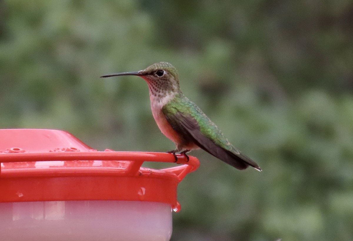 Broad-tailed Hummingbird - ML643935558