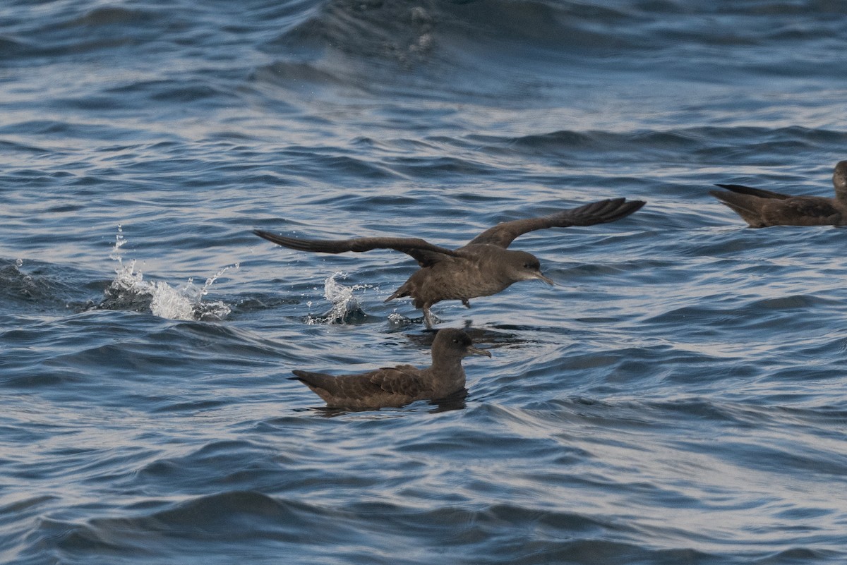 灰水薙鳥/短尾水薙鳥 - ML643935561