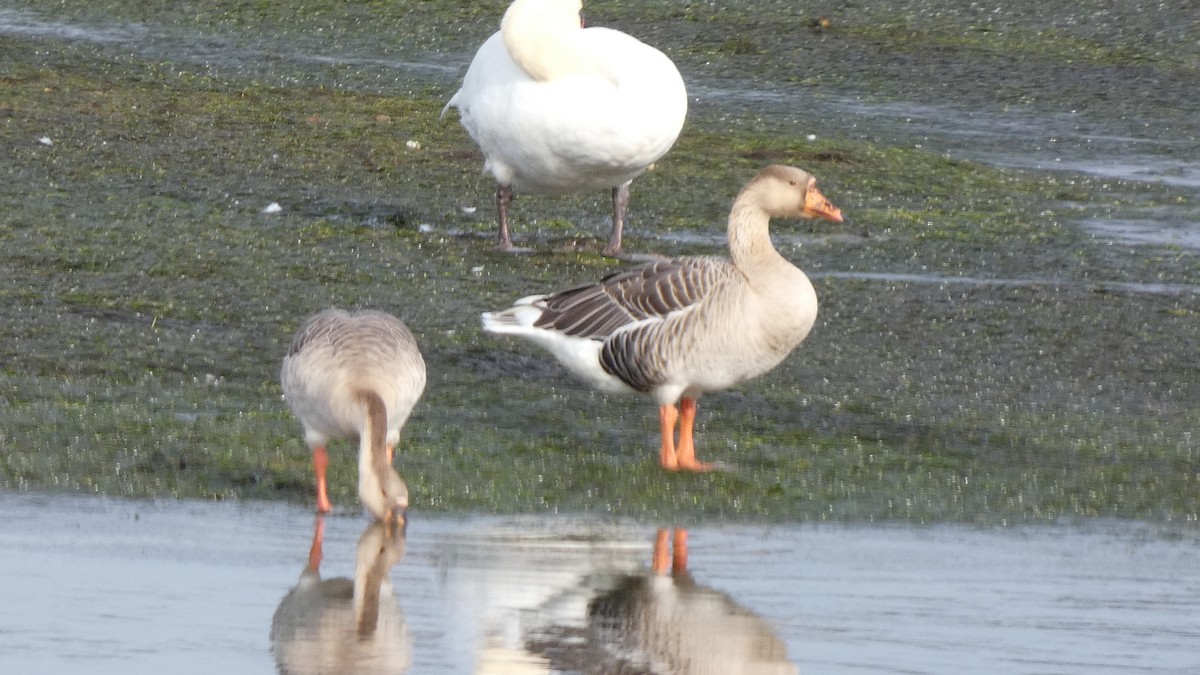 Graylag Goose (Domestic type) - ML643935567