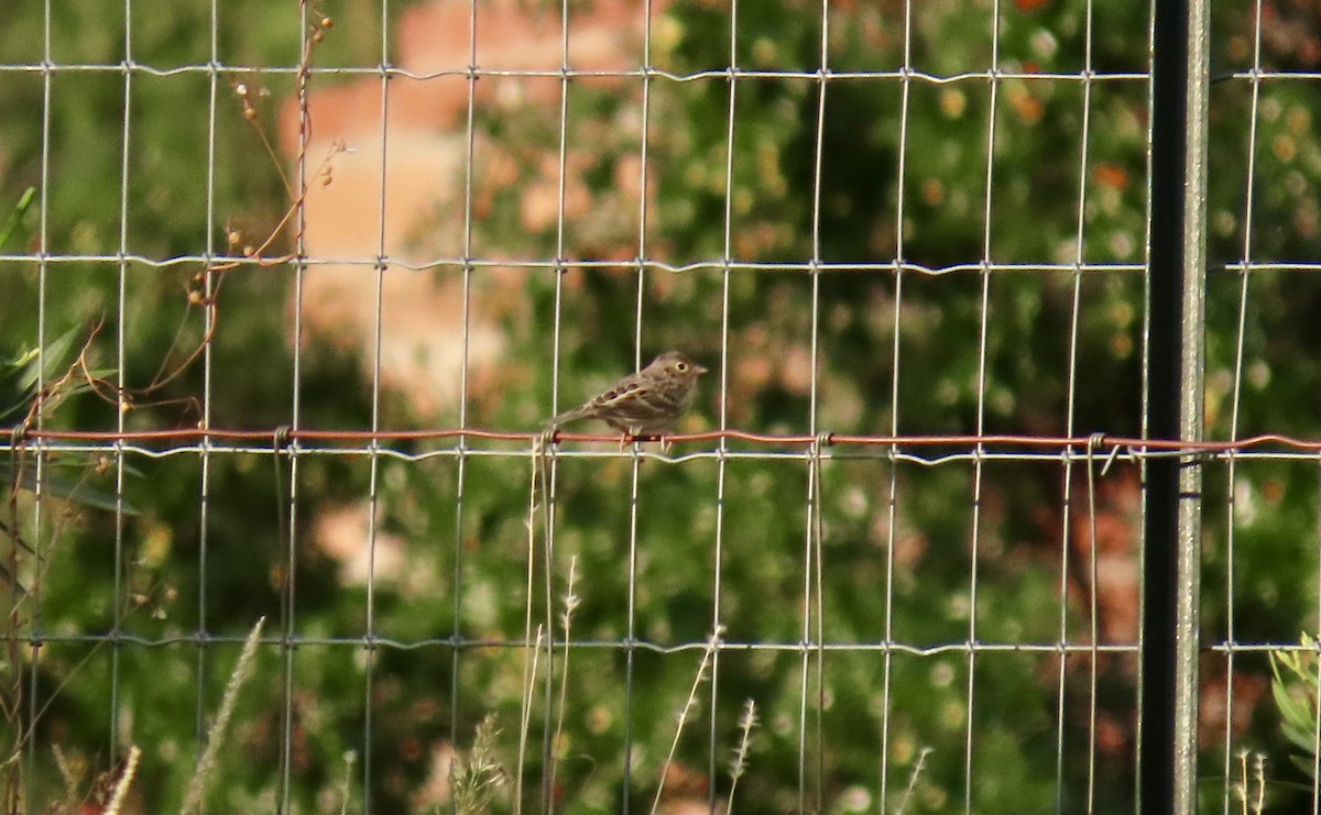 Grasshopper Sparrow - ML643935575
