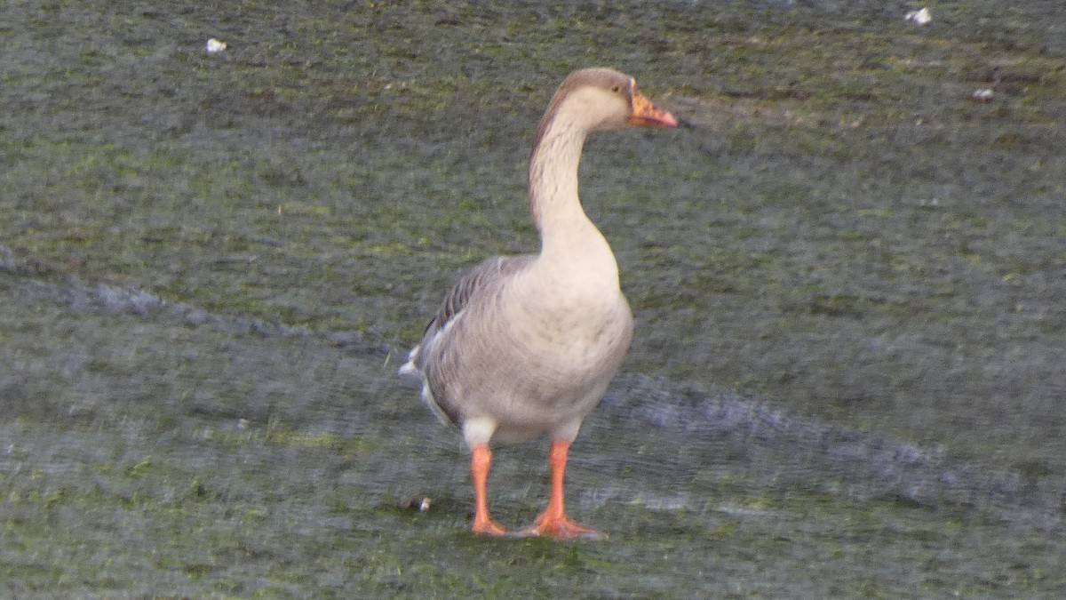 Graylag Goose (Domestic type) - ML643935577