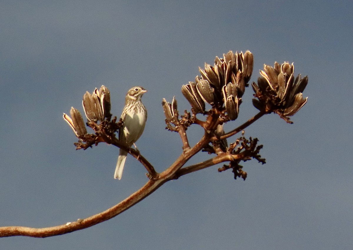 Vesper Sparrow - ML643935579
