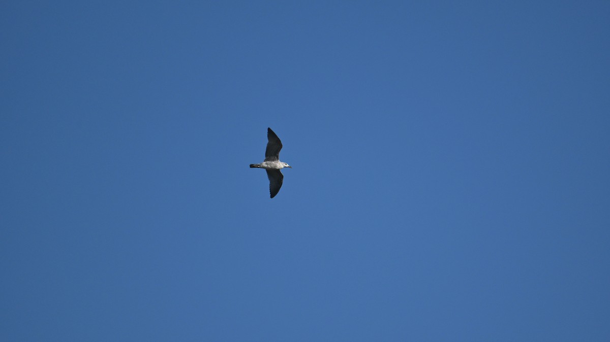 gull sp. - ML643935583