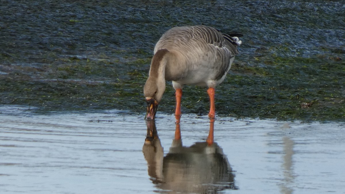 Graylag Goose (Domestic type) - ML643935587