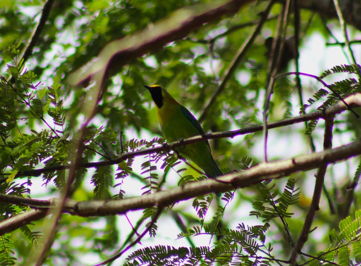 Blue-winged Leafbird - ML643935588