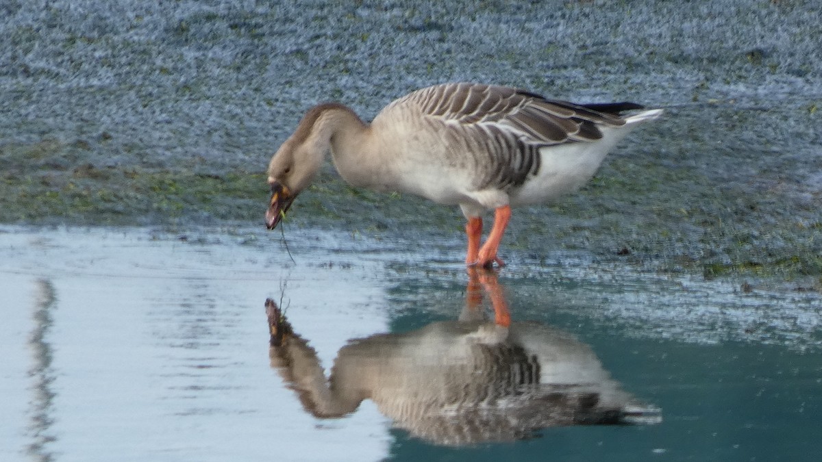 Graylag Goose (Domestic type) - ML643935592