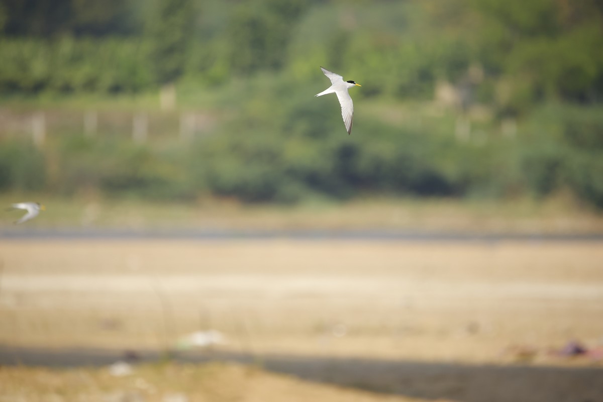 Little Tern - ML643935593