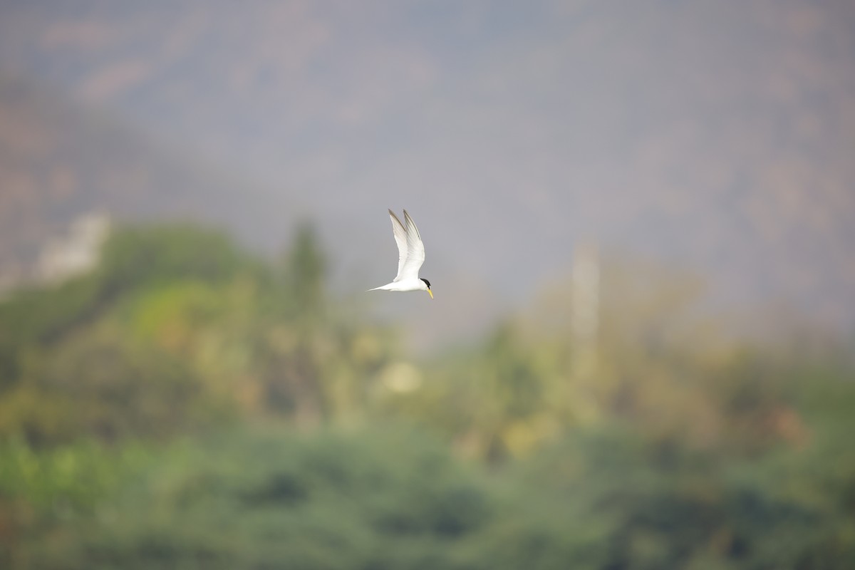 Little Tern - ML643935594