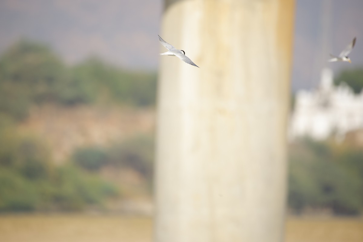 Little Tern - ML643935595