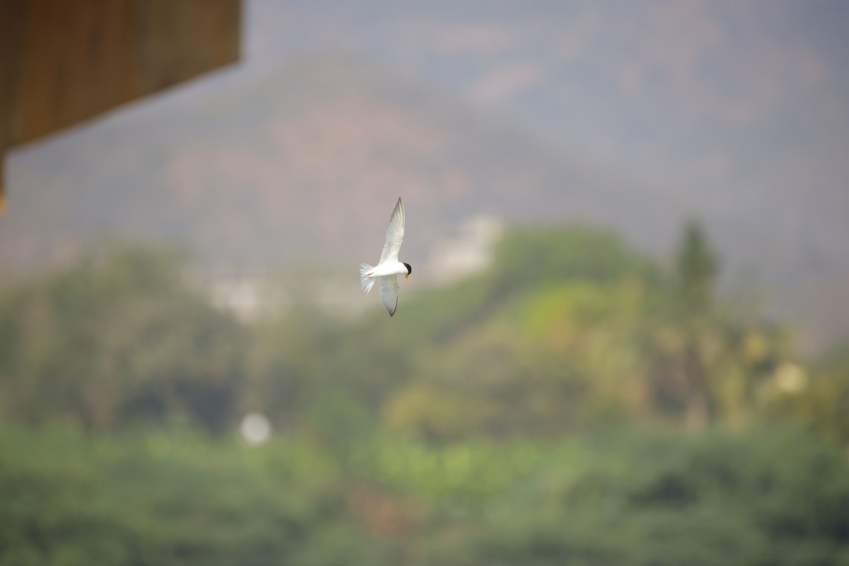 Little Tern - ML643935596