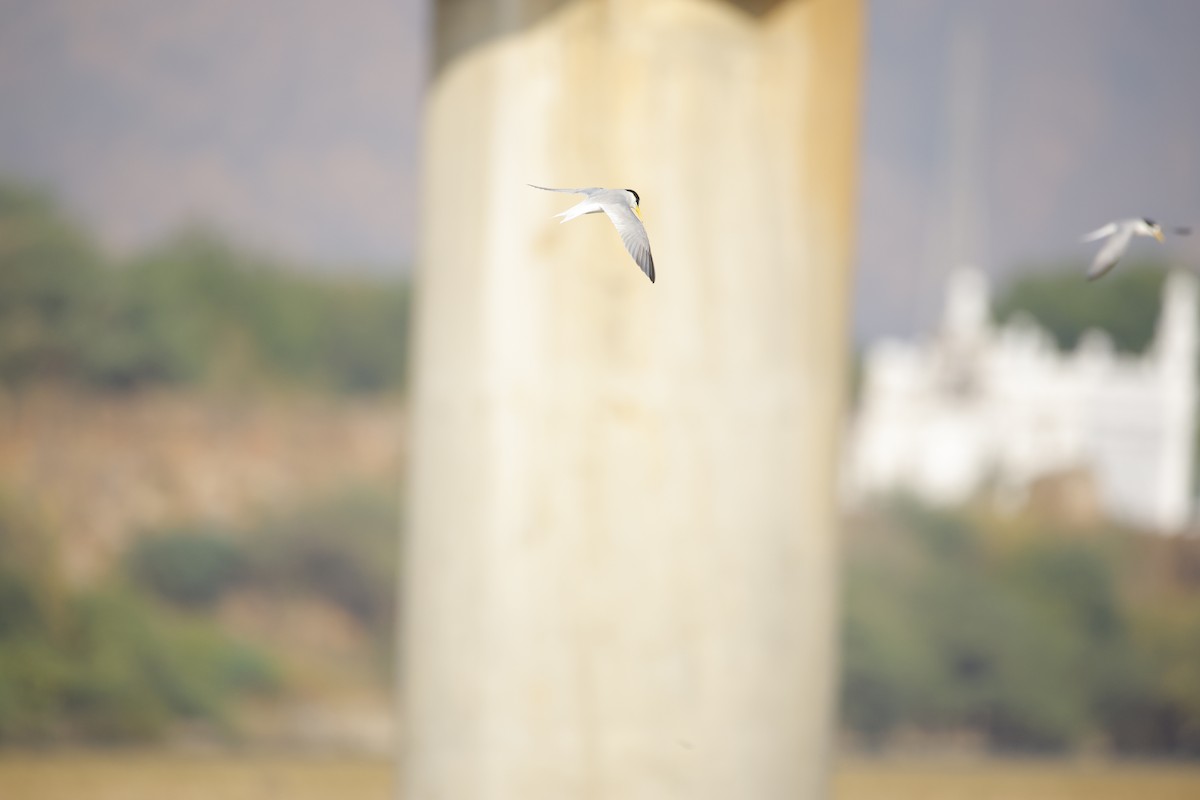 Little Tern - ML643935597