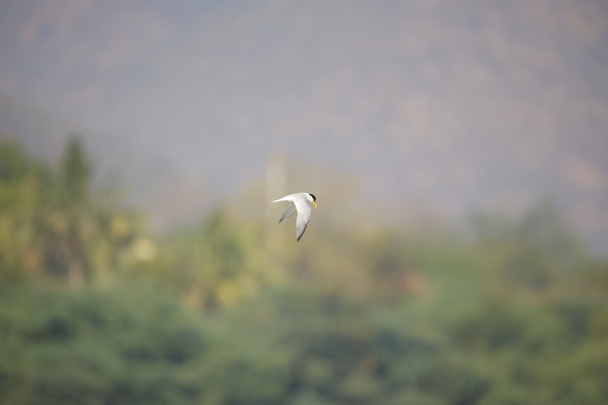 Little Tern - ML643935598