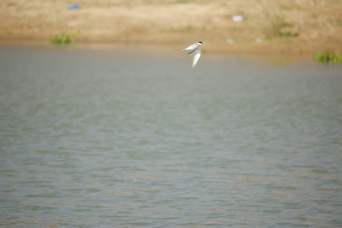 Little Tern - ML643935599