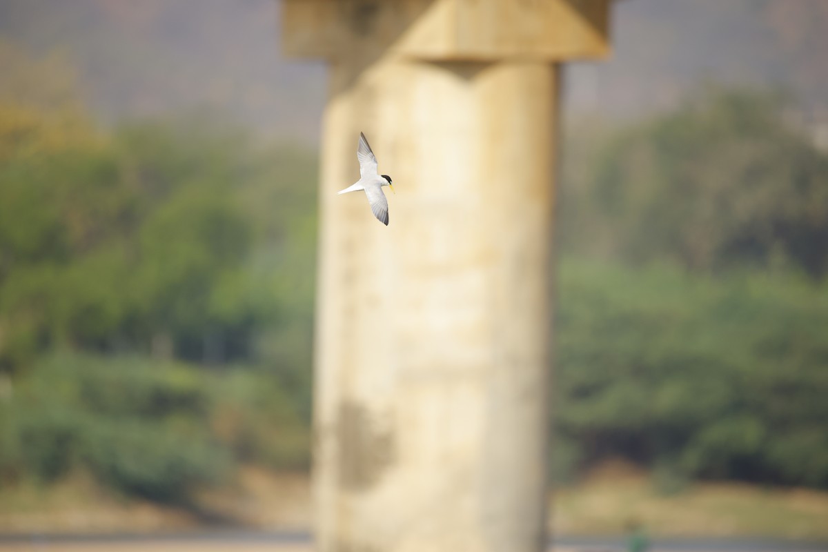 Little Tern - ML643935600