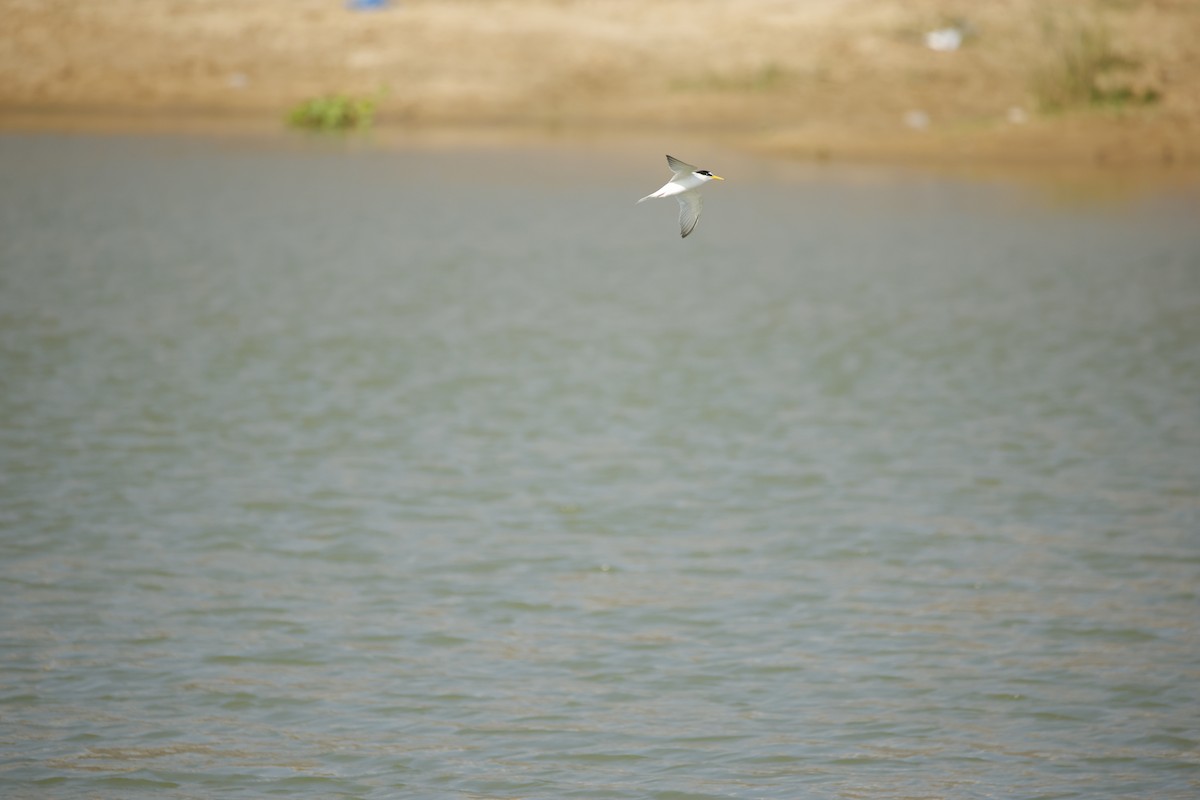 Little Tern - ML643935601