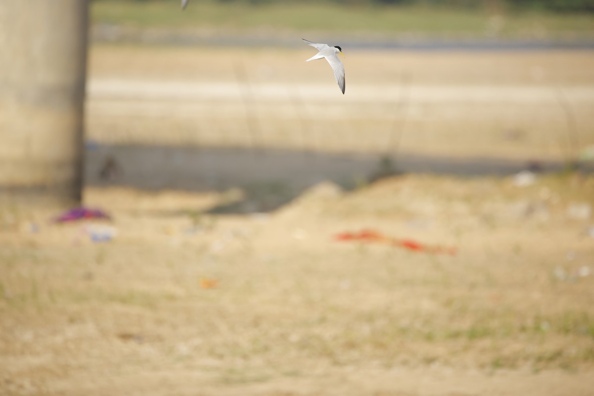 Little Tern - ML643935602