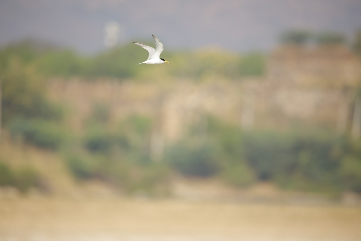 Little Tern - ML643935603