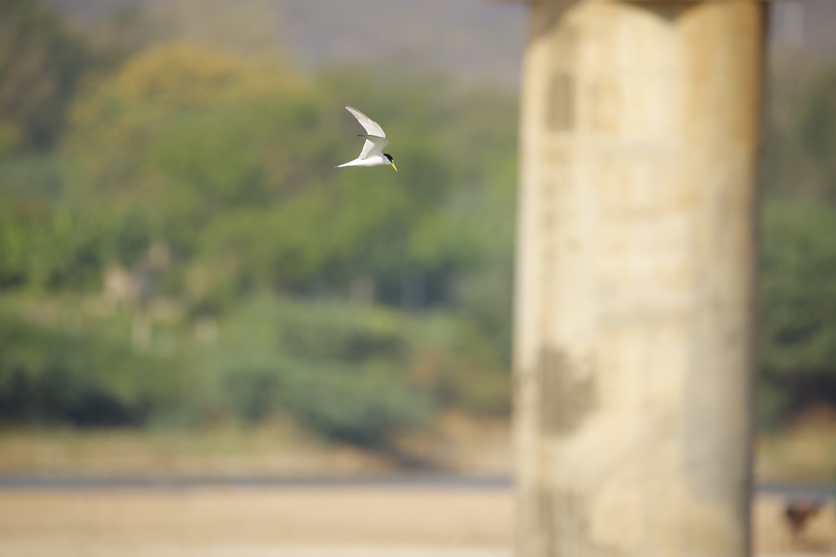 Little Tern - ML643935604