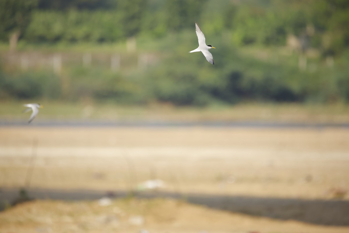 Little Tern - ML643935605